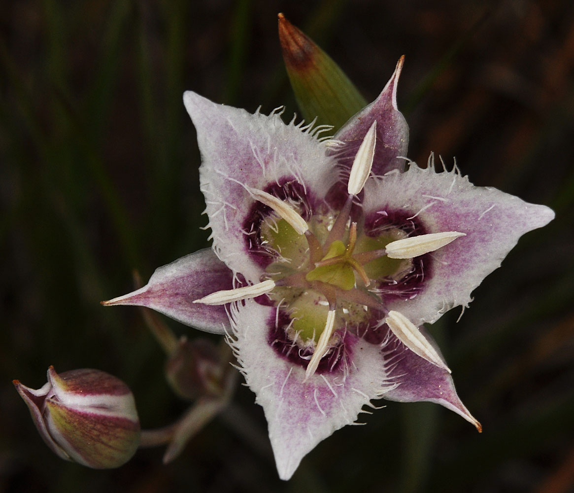Flora of Eastern Washington Image: Calochortus lyallii