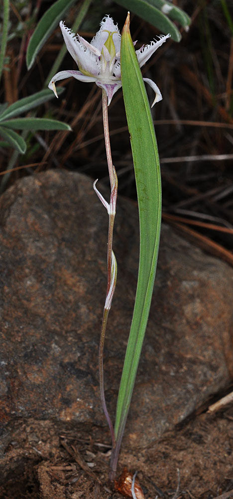 Flora of Eastern Washington Image: Calochortus lyallii