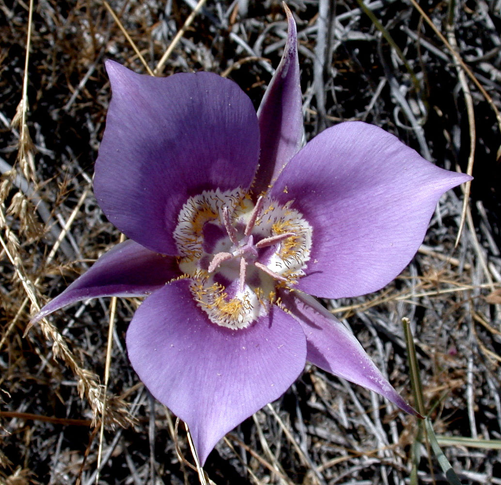 Flora of Eastern Washington Image: Calochortus macrocarpus