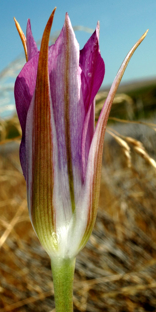 Flora of Eastern Washington Image: Calochortus macrocarpus