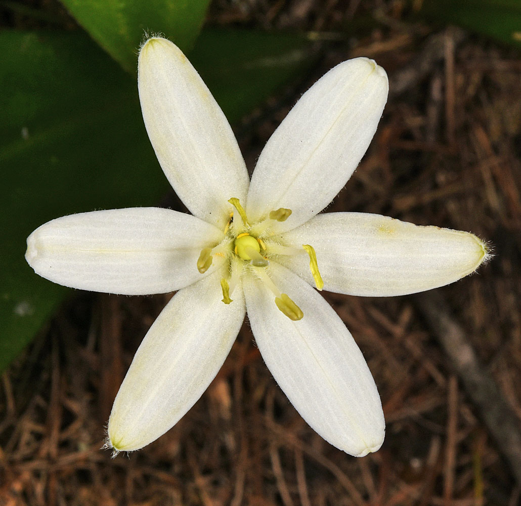 Flora of Eastern Washington Image: Clintonia uniflora