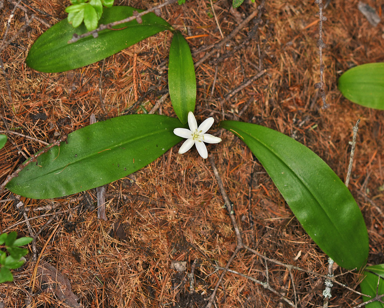 Flora of Eastern Washington Image: Clintonia uniflora