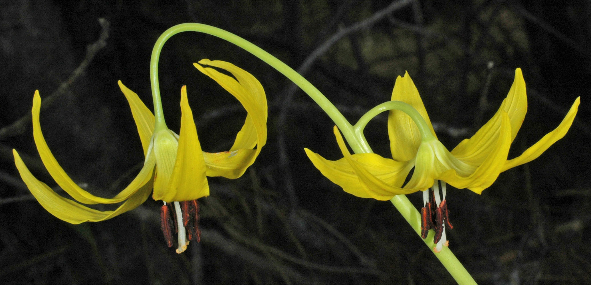 Flora of Eastern Washington Image: Erythronium grandiflorum