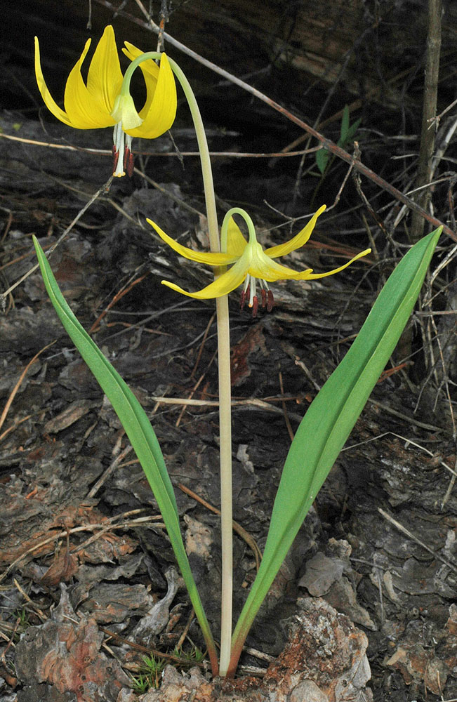 Flora of Eastern Washington Image: Erythronium grandiflorum