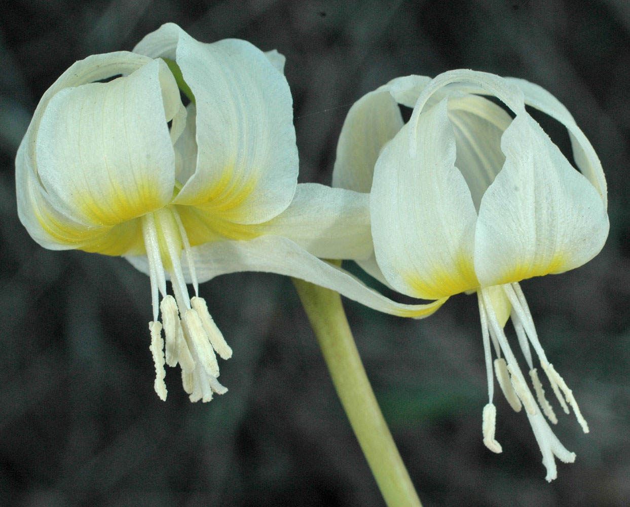 Flora of Eastern Washington Image: Erythronium idahoense