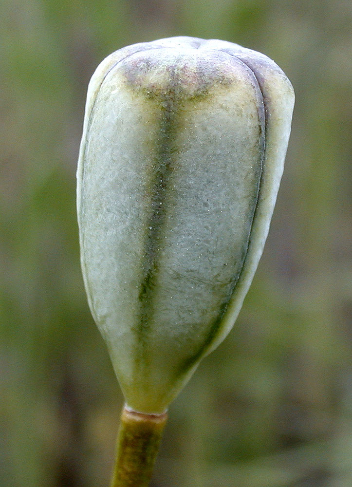 Flora of Eastern Washington Image: Fritillaria pudica