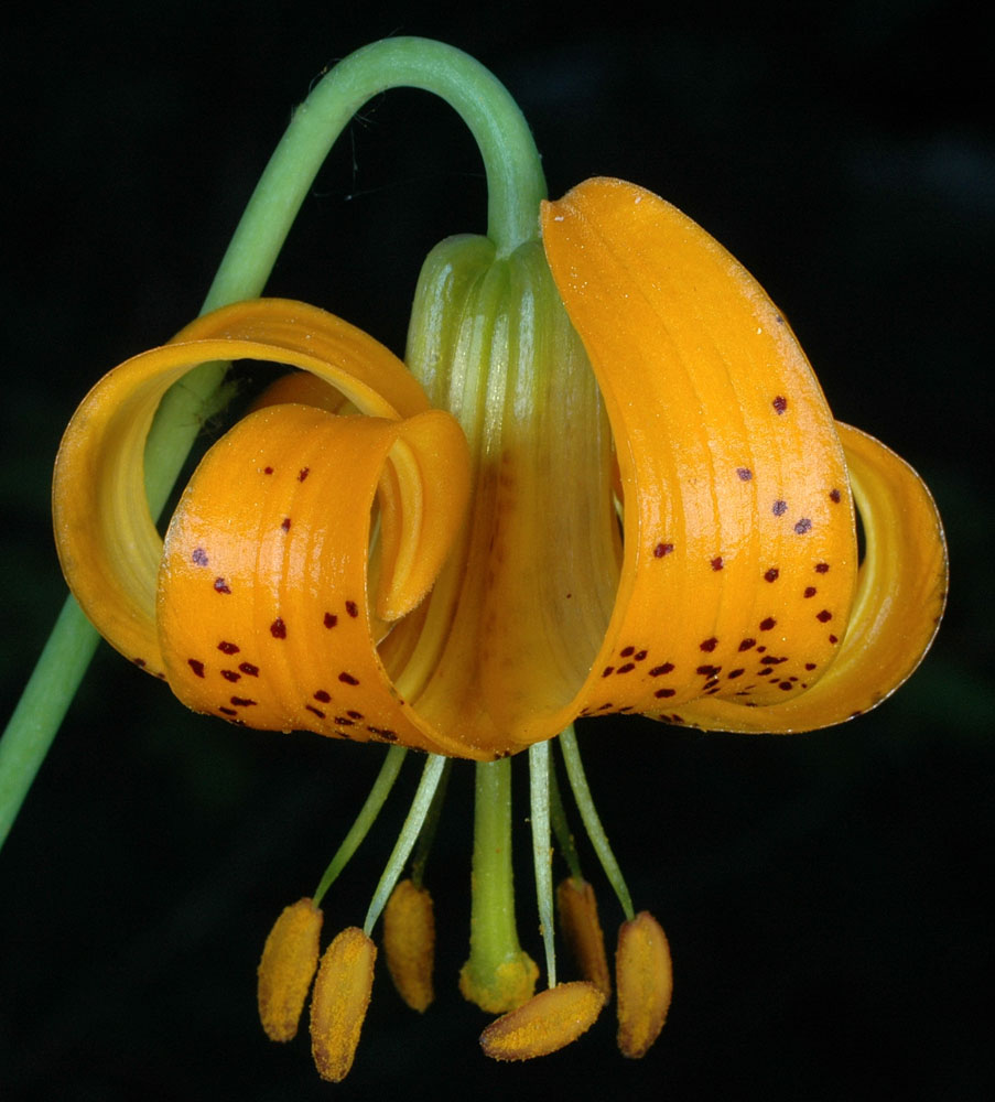 Flora of Eastern Washington Image: Lilium columbianum