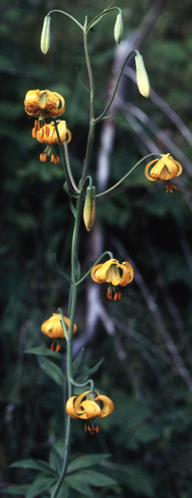 Flora of Eastern Washington Image: Lilium columbianum