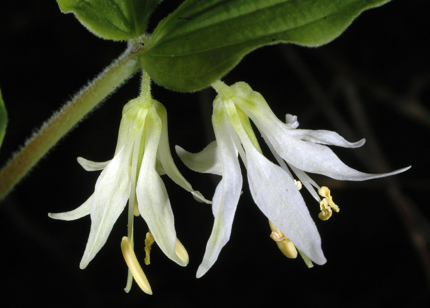 Flora of Eastern Washington Image: Prosartes hookeri