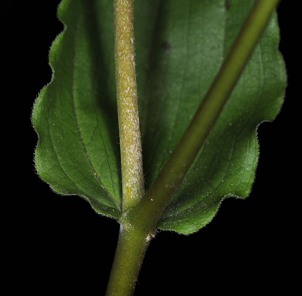 Flora of Eastern Washington Image: Prosartes hookeri