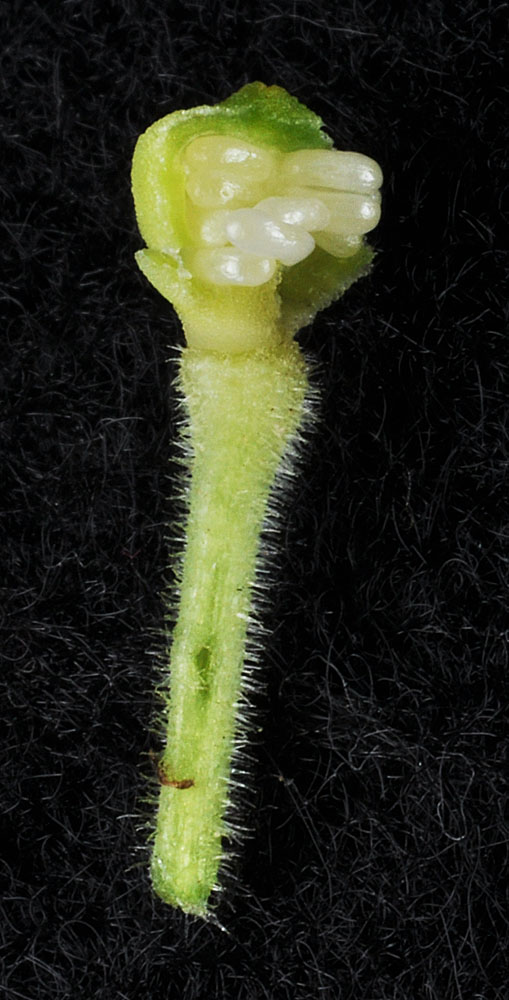 Flora of Eastern Washington Image: Prosartes trachycarpa