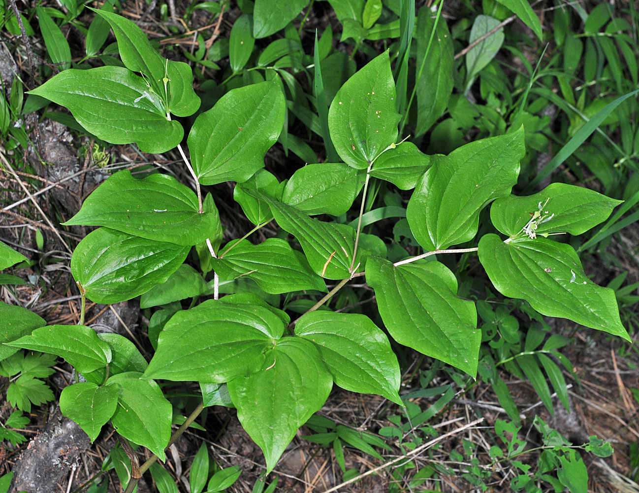 Flora of Eastern Washington Image: Prosartes trachycarpa