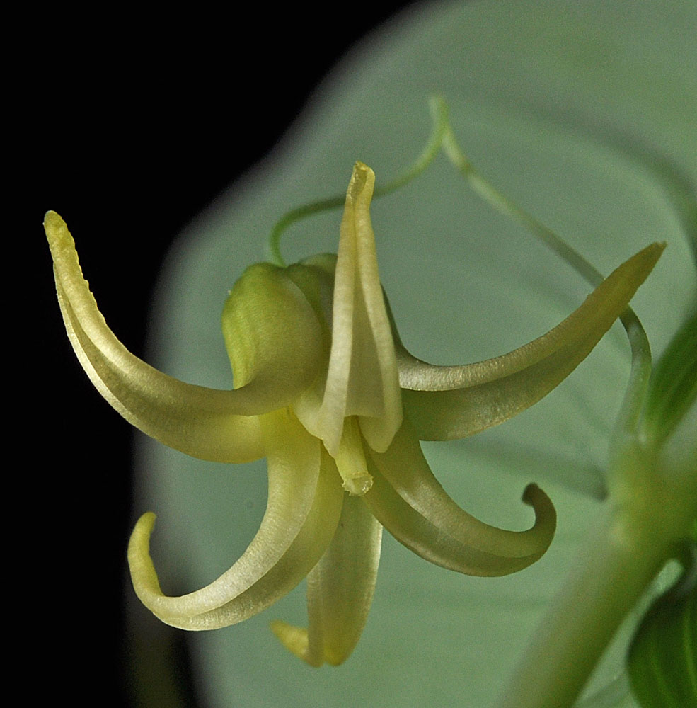 Flora of Eastern Washington Image: Streptopus amplexifolius
