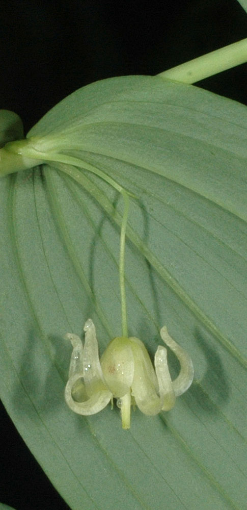 Flora of Eastern Washington Image: Streptopus amplexifolius