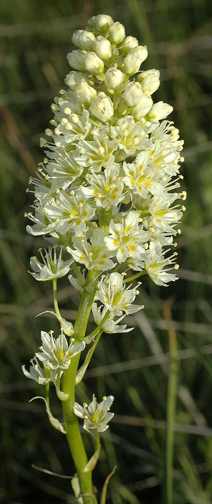 Flora of Eastern Washington Image: Zigadenus venenosus