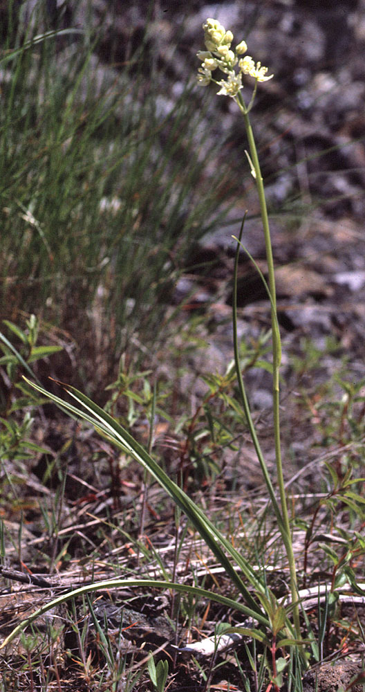 Flora of Eastern Washington Image: Zigadenus venenosus