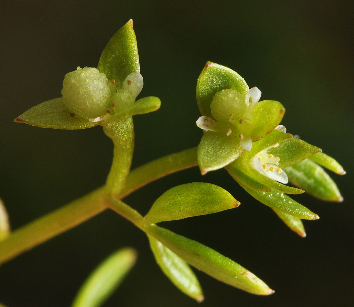 Flora of Eastern Washington Image: Floerkea proserpinacoides