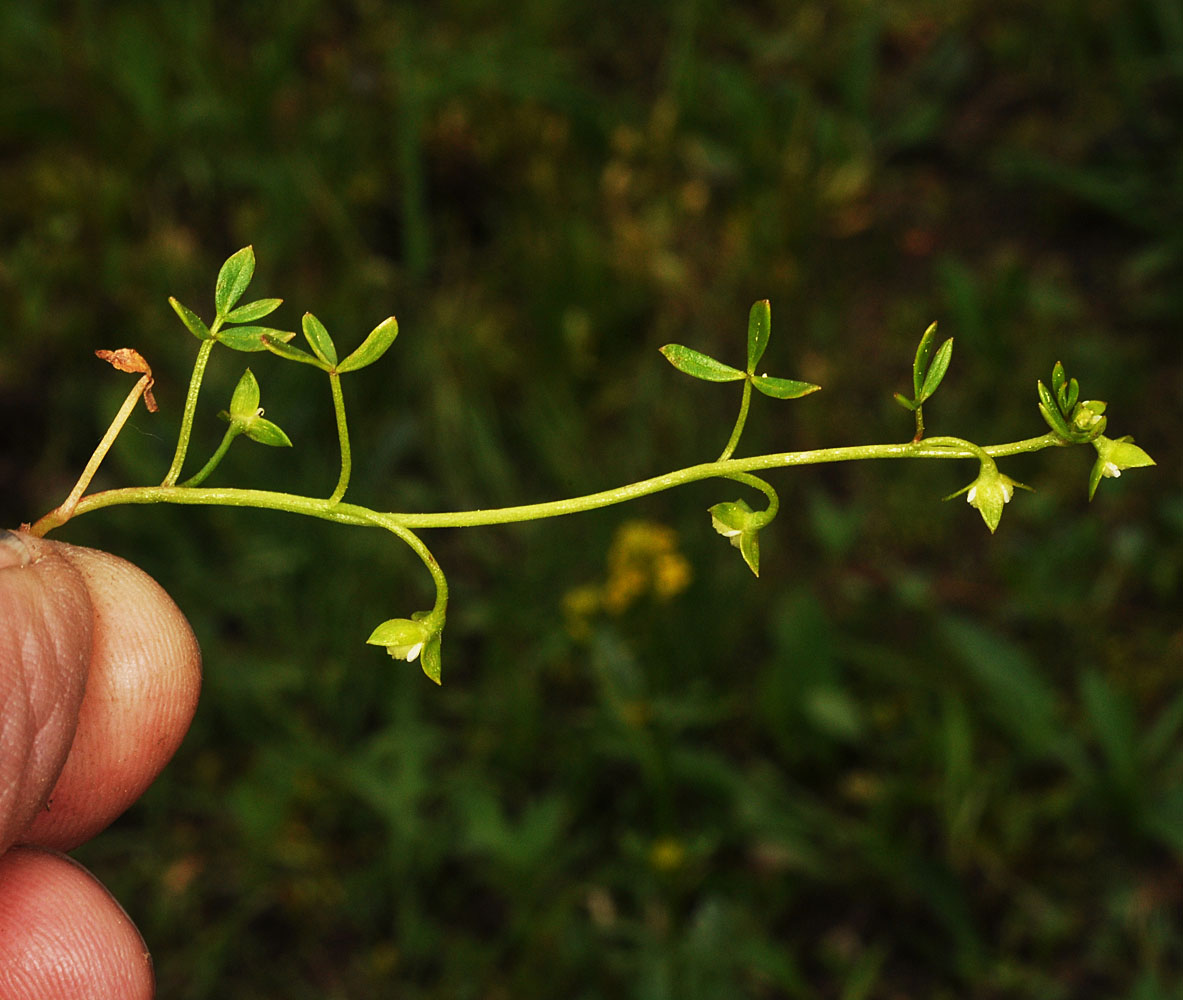 Flora of Eastern Washington Image: Floerkea proserpinacoides