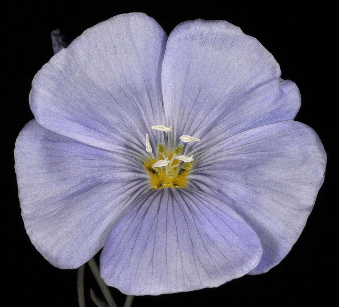 Flora of Eastern Washington Image: Linum lewisii