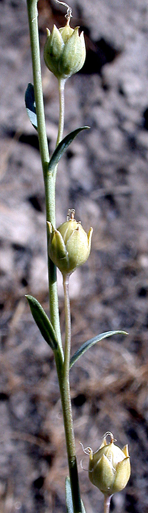 Flora of Eastern Washington Image: Linum lewisii