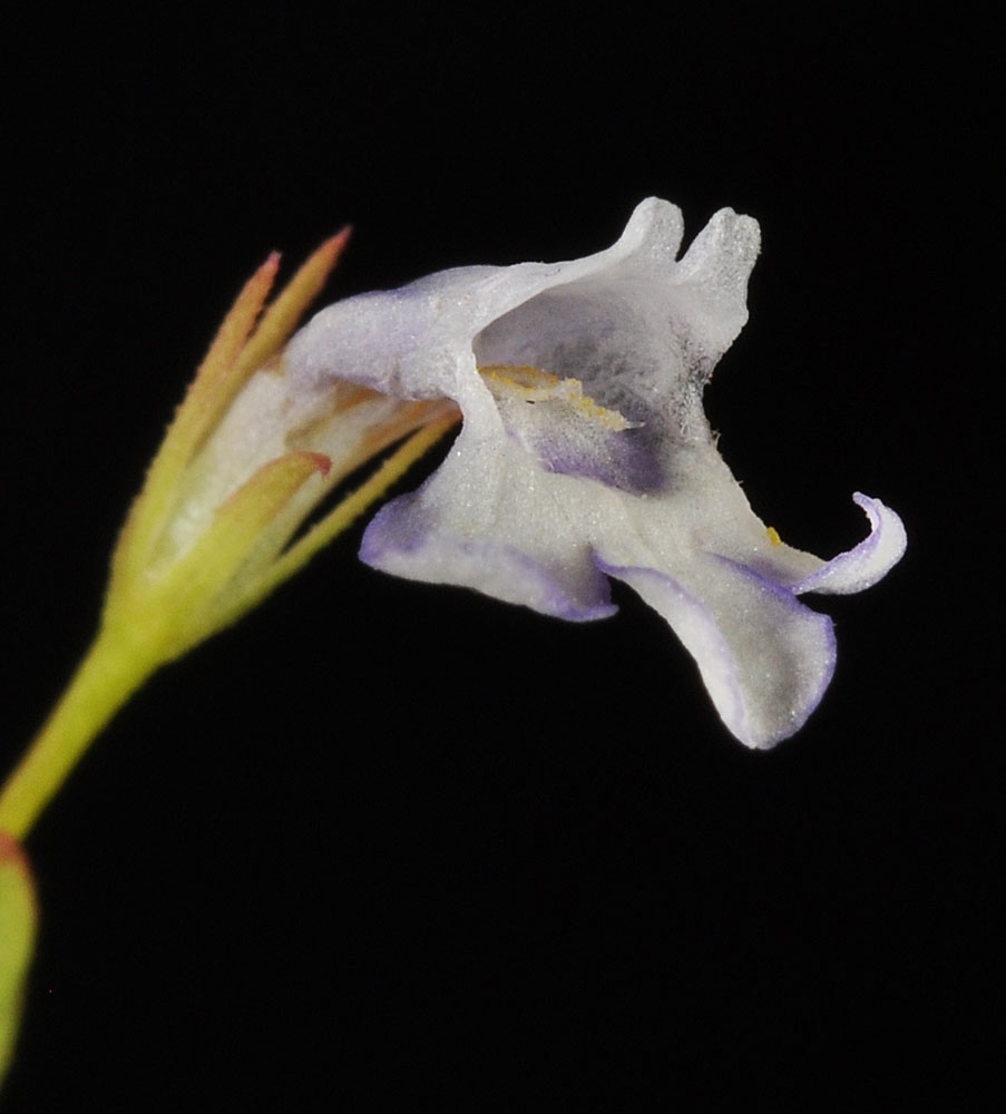 Flora of Eastern Washington Image: Lindernia dubia