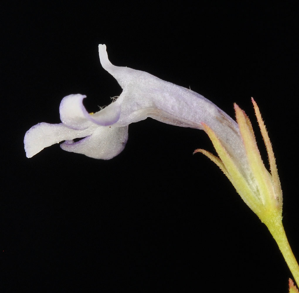 Flora of Eastern Washington Image: Lindernia dubia