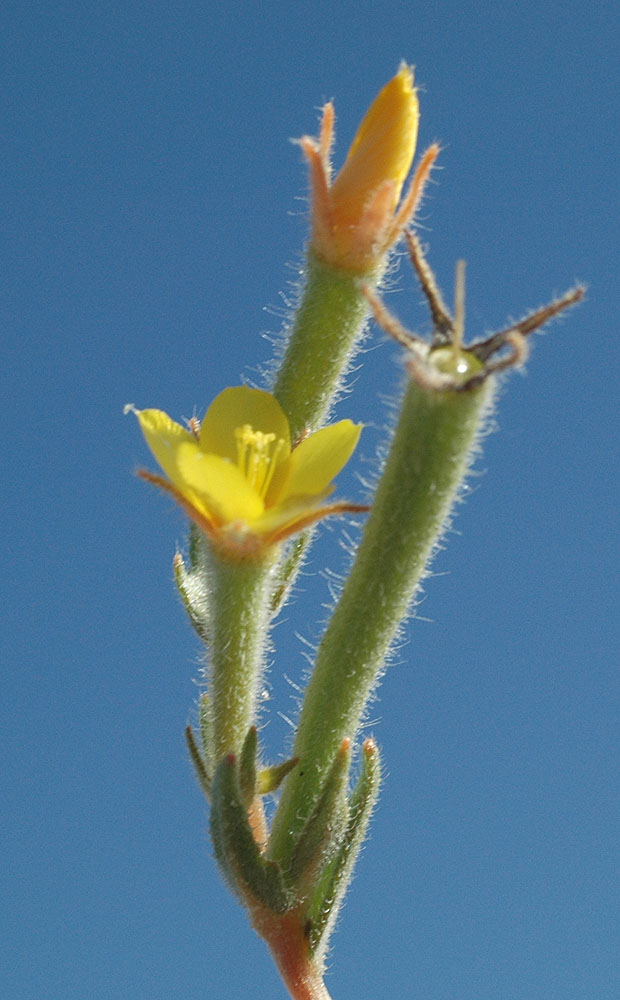 Flora of Eastern Washington Image: Mentzelia albicaulis