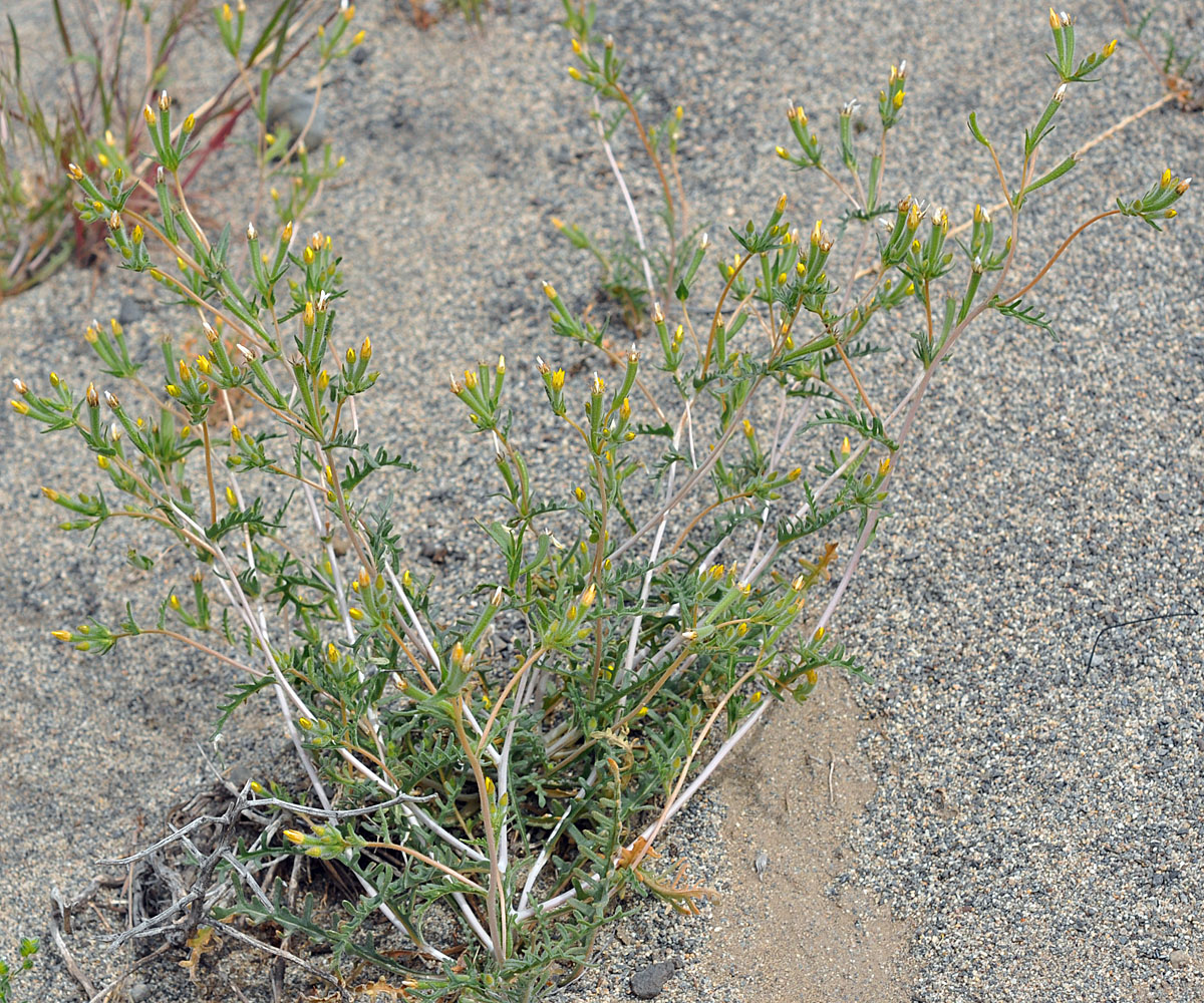 Flora of Eastern Washington Image: Mentzelia albicaulis