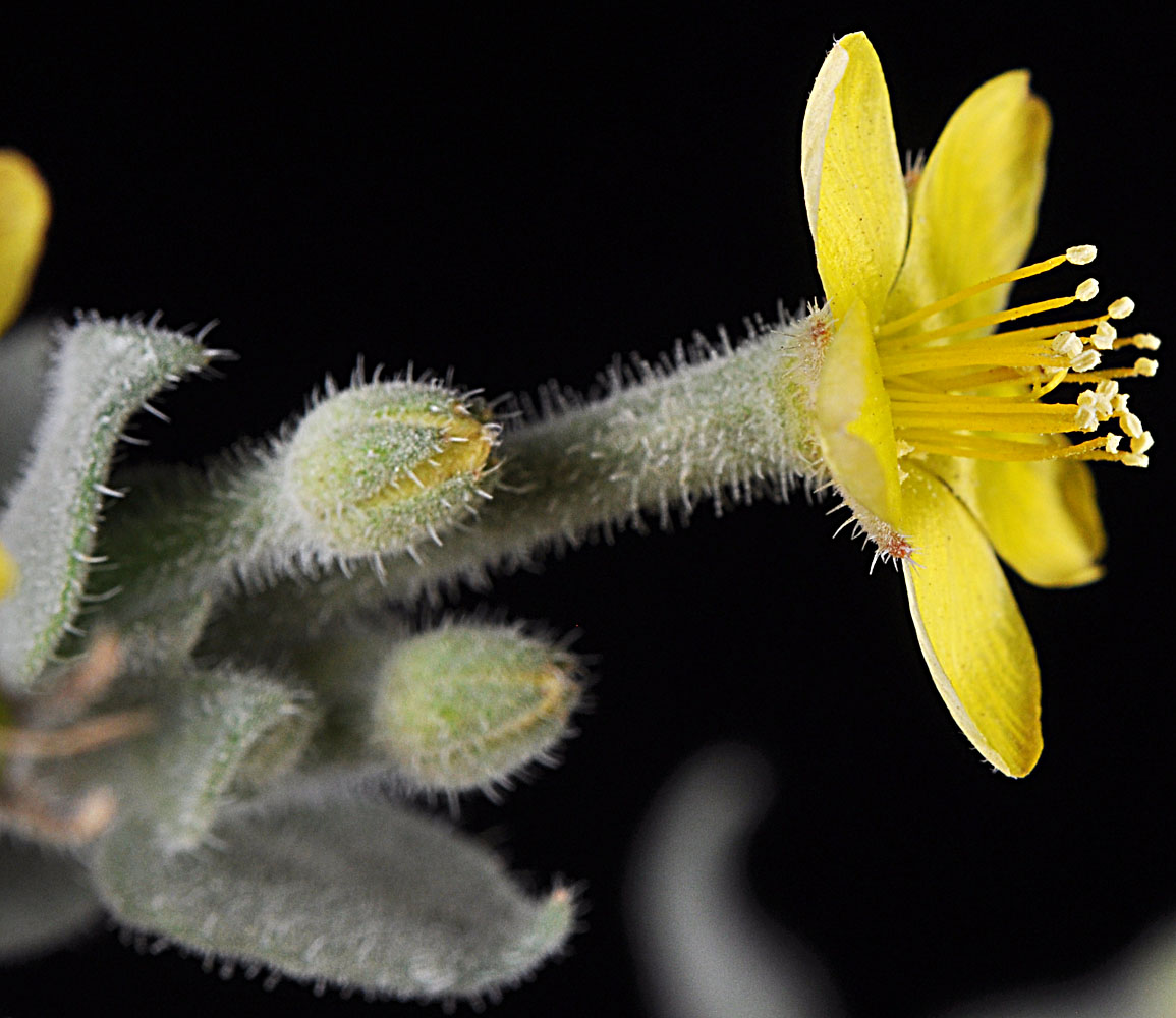Flora of Eastern Washington Image: Mentzelia dispersa