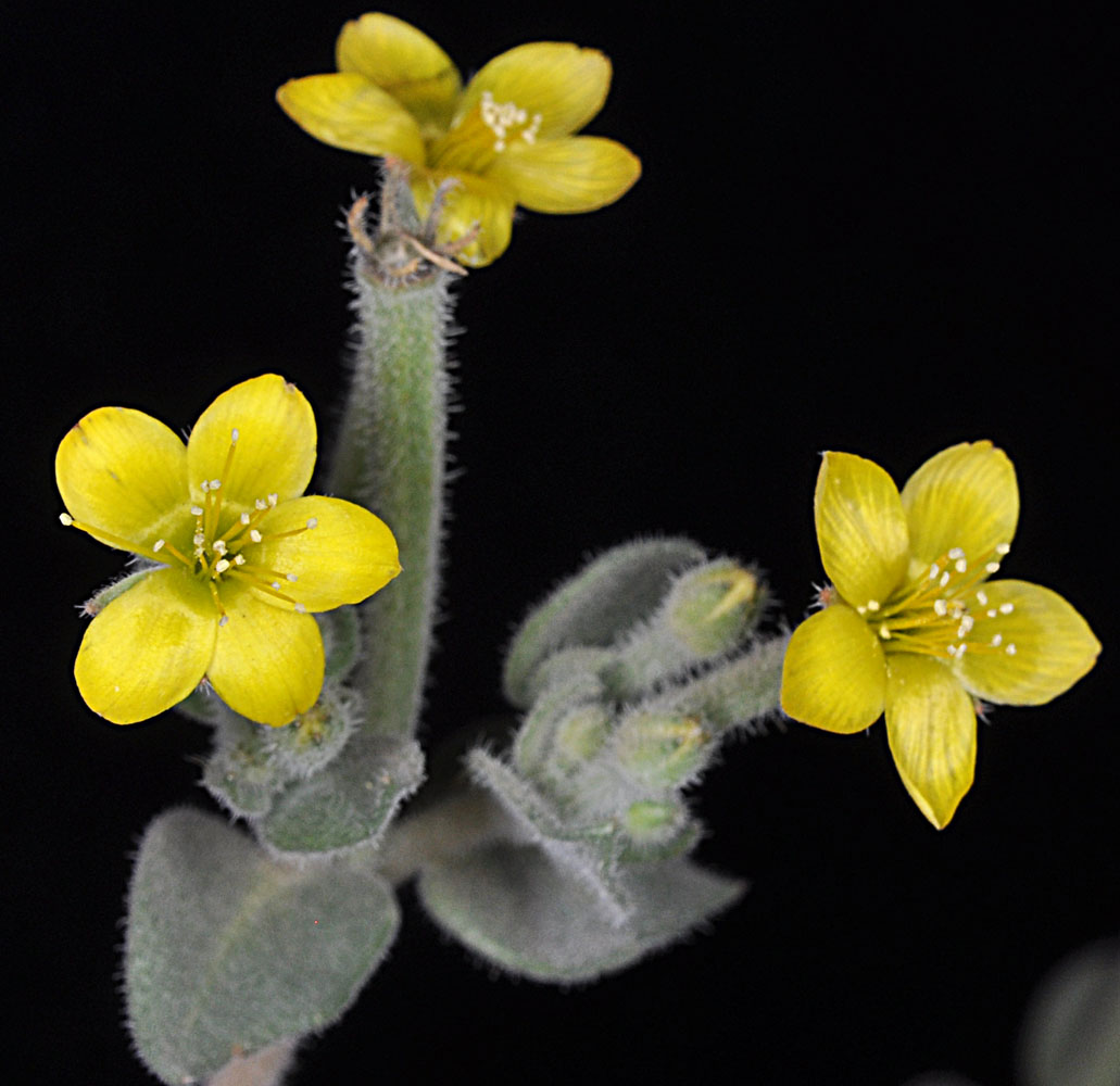Flora of Eastern Washington Image: Mentzelia dispersa