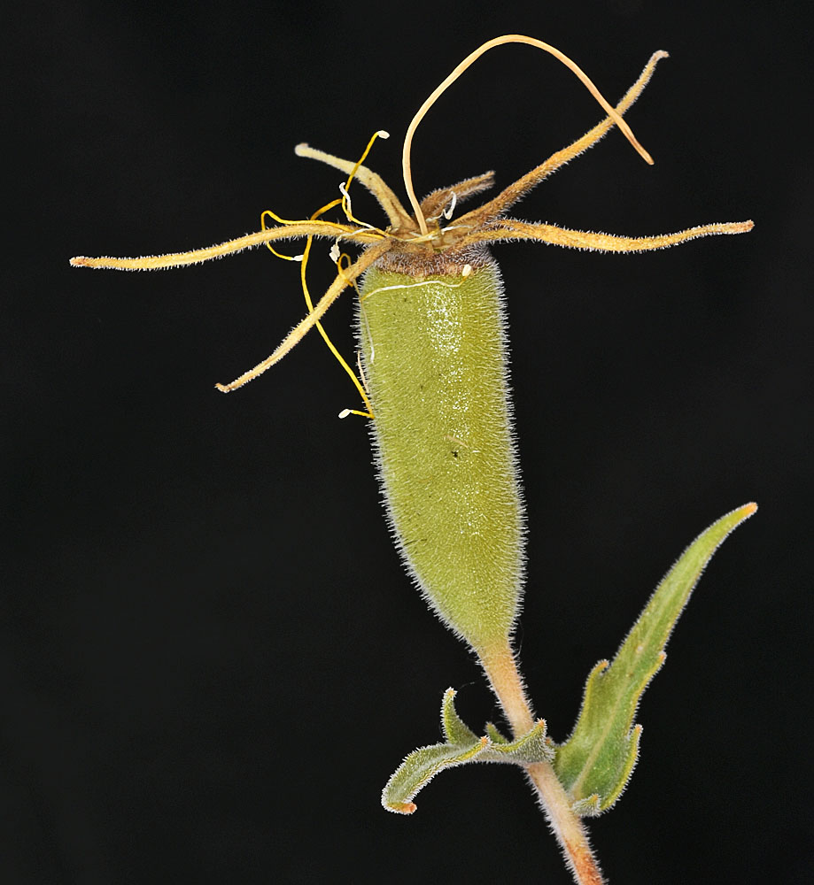 Flora of Eastern Washington Image: Mentzelia laevicaulis