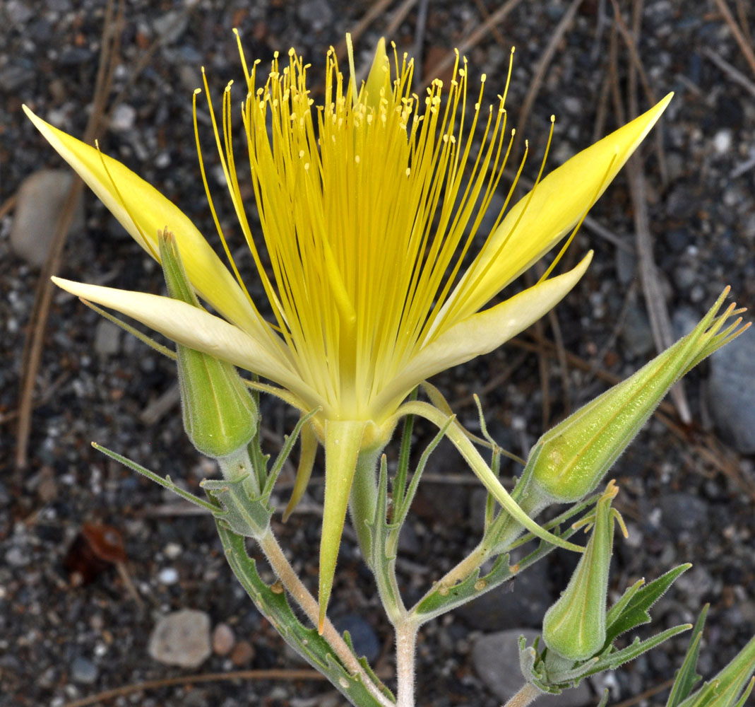 Flora of Eastern Washington Image: Mentzelia laevicaulis