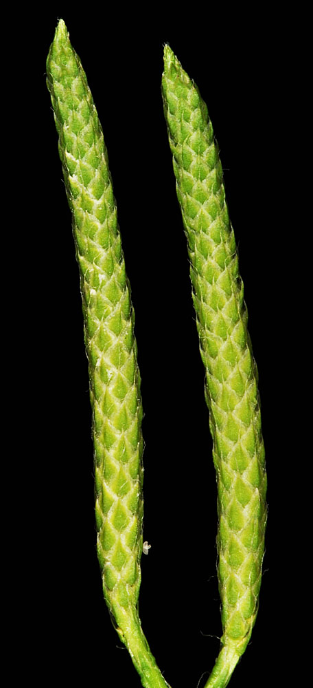Flora of Eastern Washington Image: Lycopodium clavatum