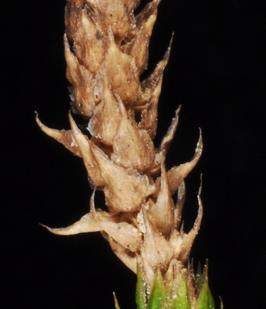 Flora of Eastern Washington Image: Lycopodium clavatum