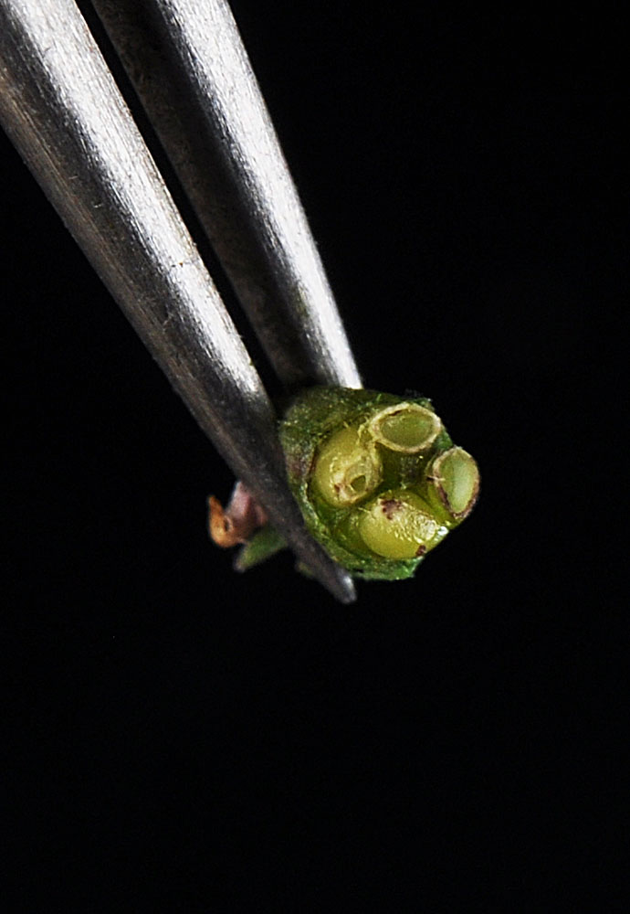 Flora of Eastern Washington Image: Lythrum hyssopifolia