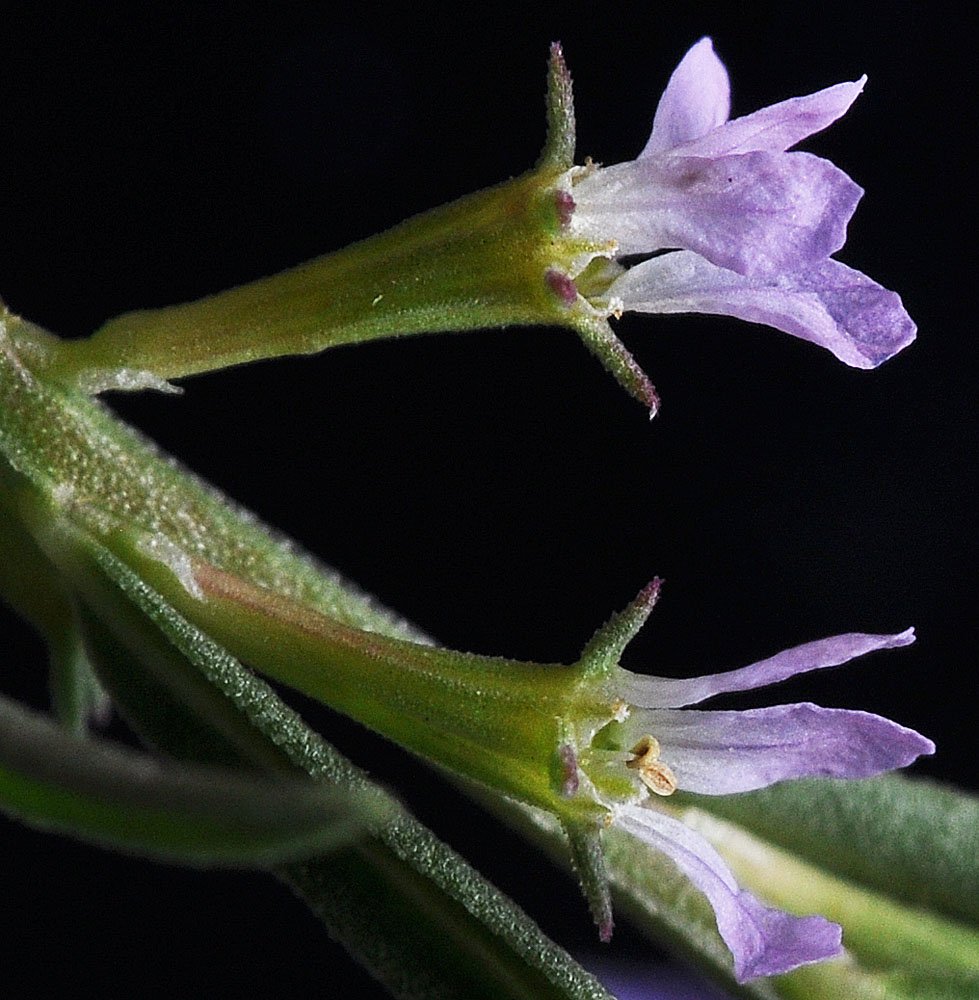 Flora of Eastern Washington Image: Lythrum hyssopifolia