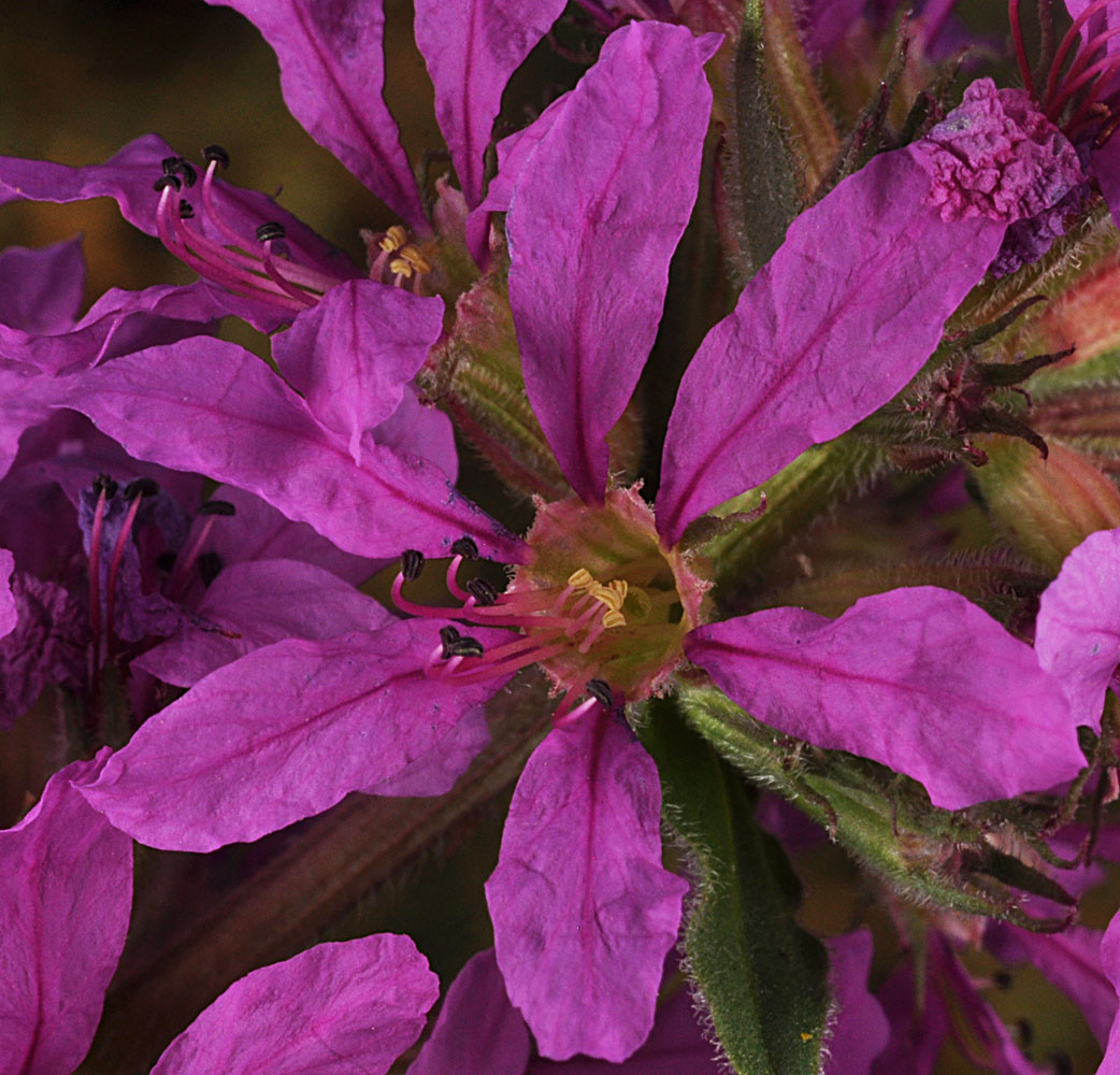 Flora of Eastern Washington Image: Lythrum salicaria