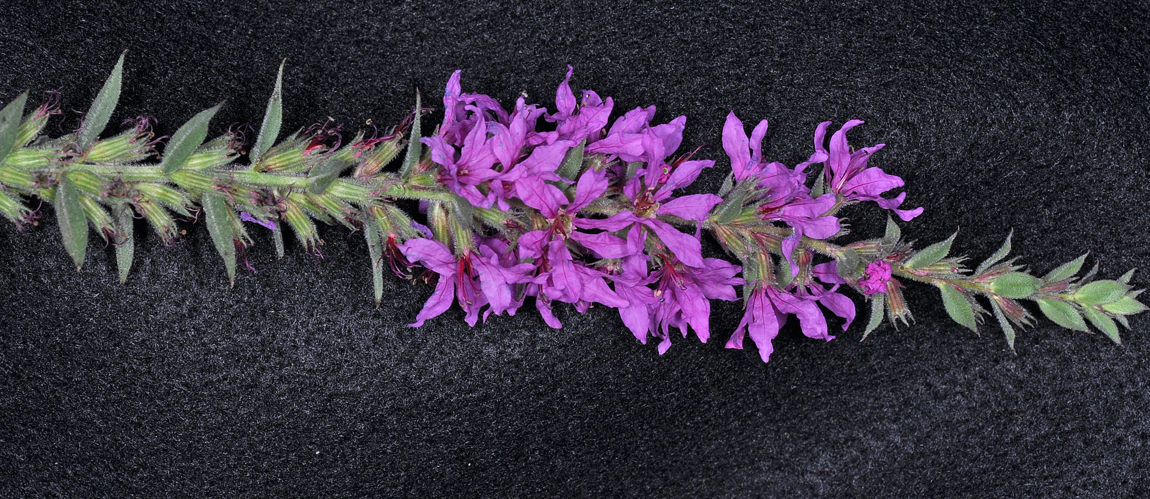 Flora of Eastern Washington Image: Lythrum salicaria