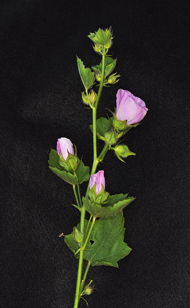 Flora of Eastern Washington Image: Iliamna longisepala