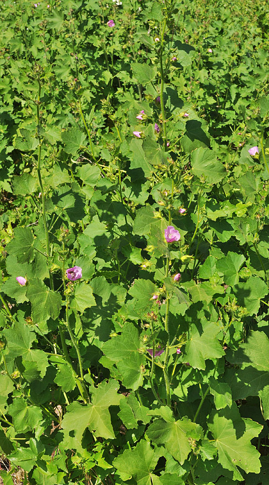 Flora of Eastern Washington Image: Iliamna longisepala