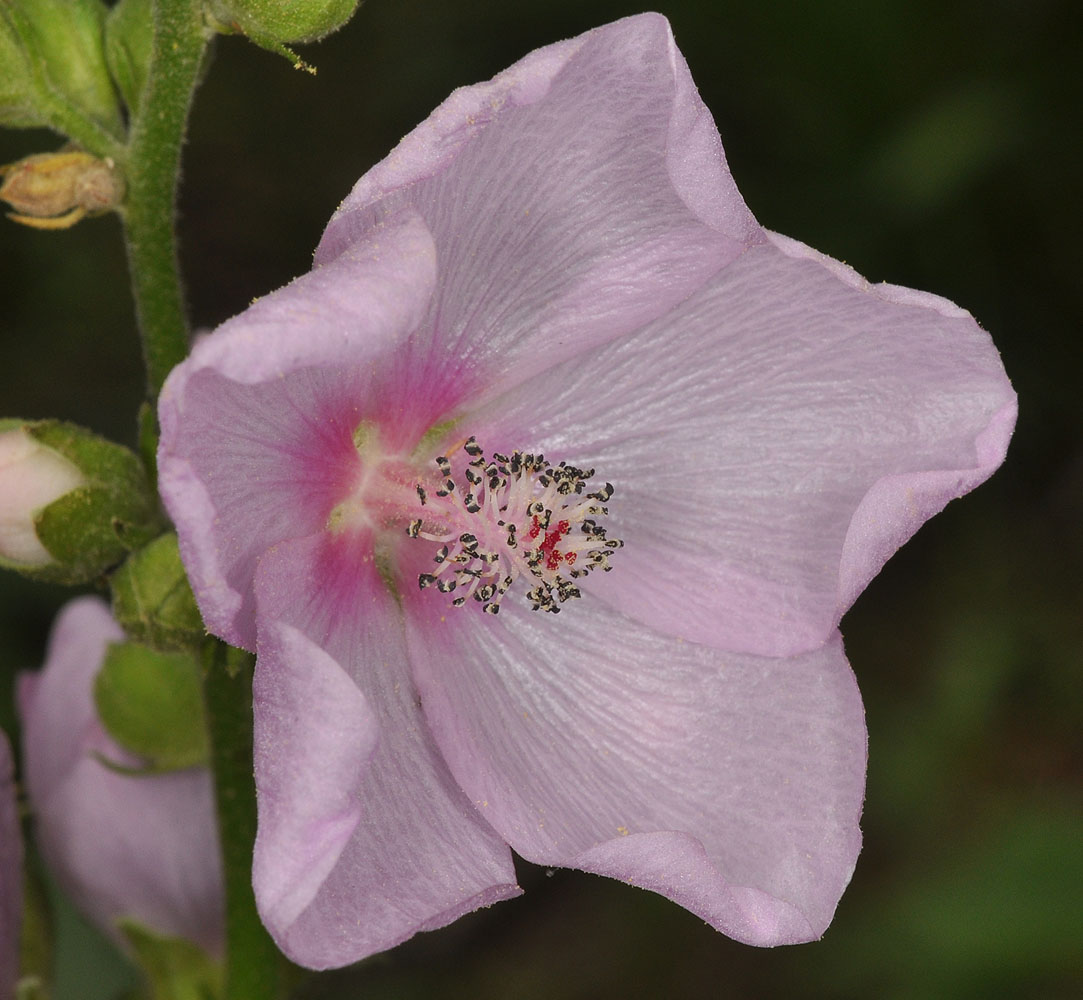 Flora of Eastern Washington Image: Iliamna rivularis