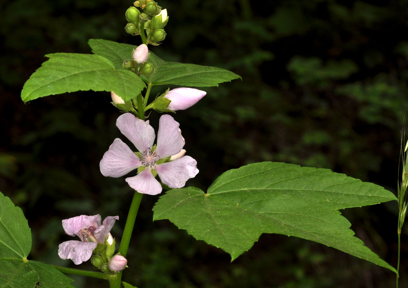 Flora of Eastern Washington Image: Iliamna rivularis
