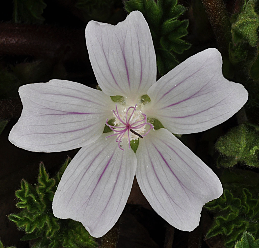 Flora of Eastern Washington Image: Malva neglecta