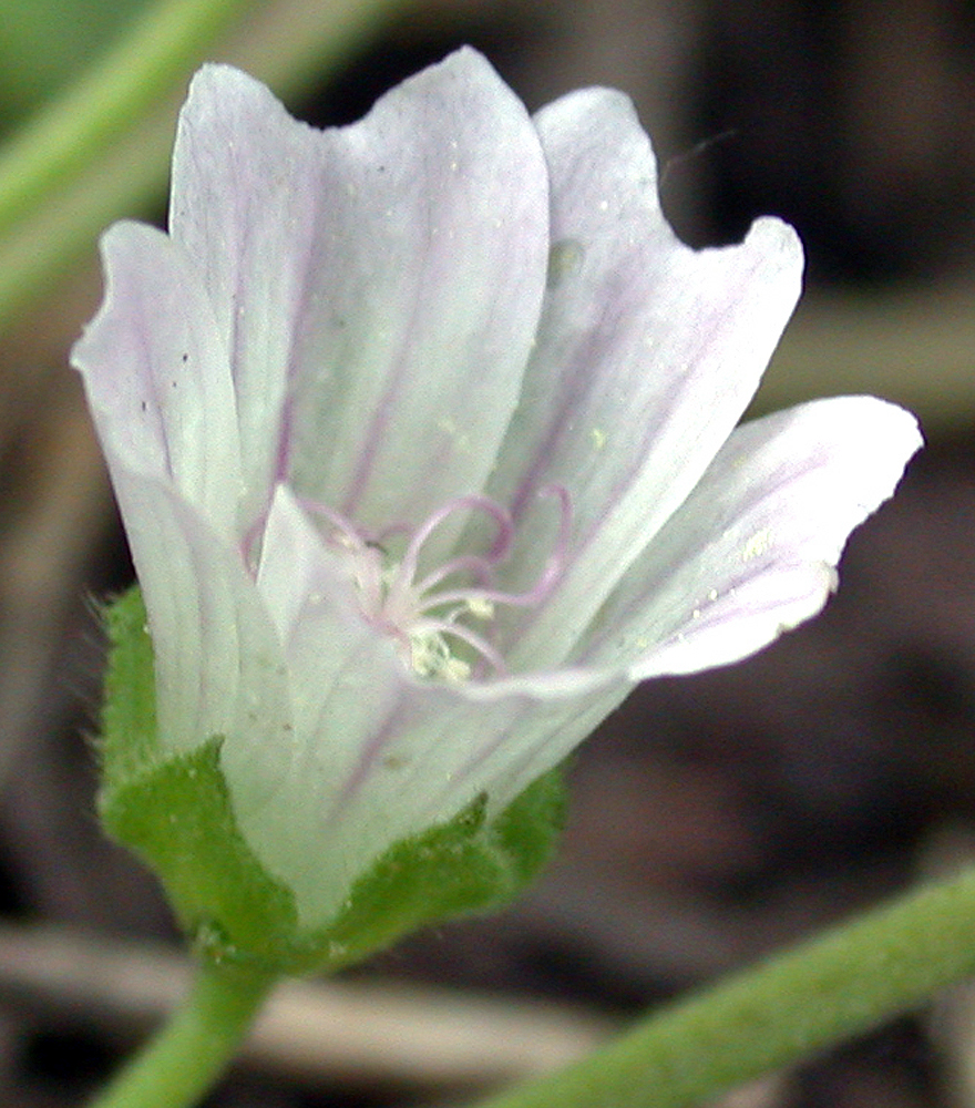 Flora of Eastern Washington Image: Malva neglecta
