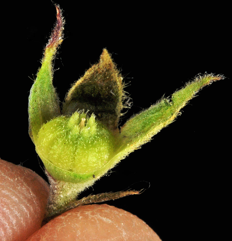 Flora of Eastern Washington Image: Sidalcea oregana
