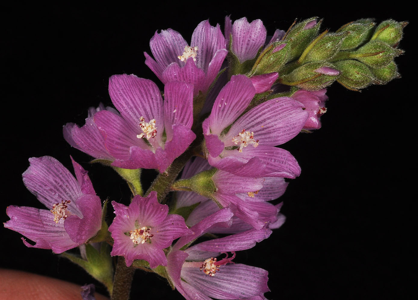 Flora of Eastern Washington Image: Sidalcea oregana