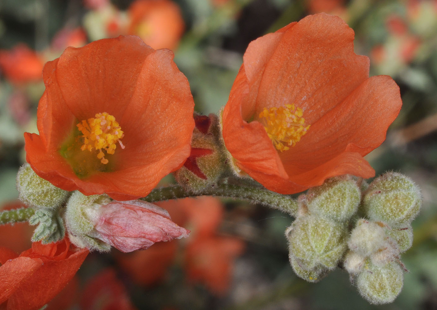 Flora of Eastern Washington Image: Sphaeralcea muhroana