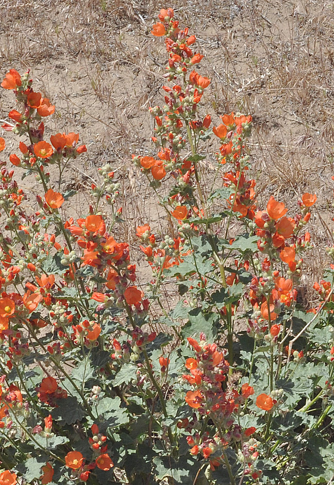 Flora of Eastern Washington Image: Sphaeralcea munroana