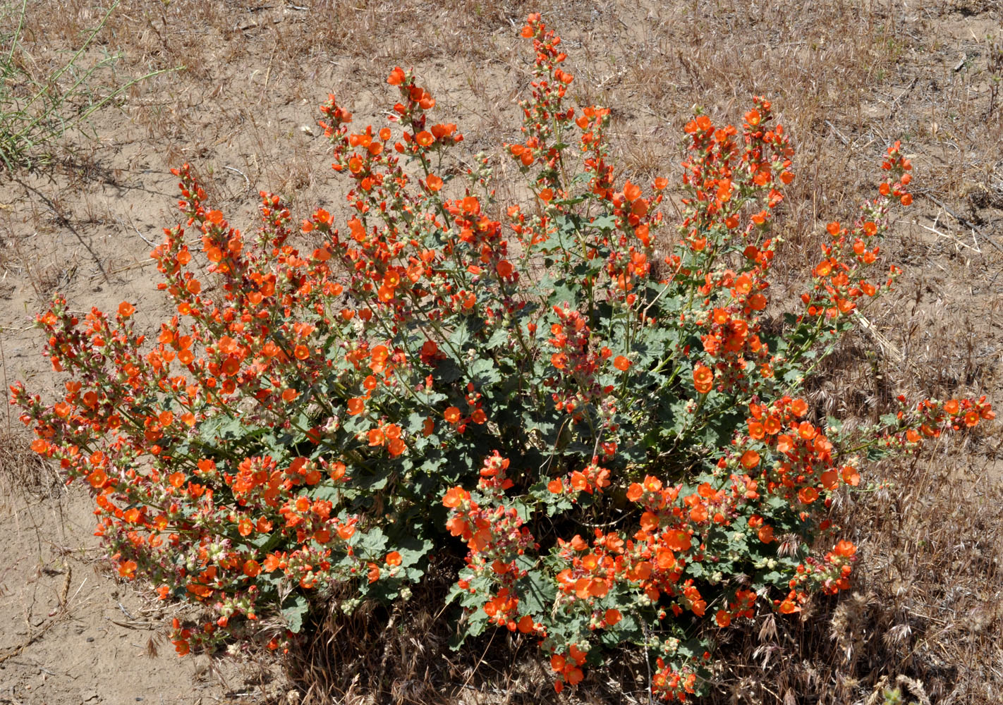 Flora of Eastern Washington Image: Sphaeralcea muhroana