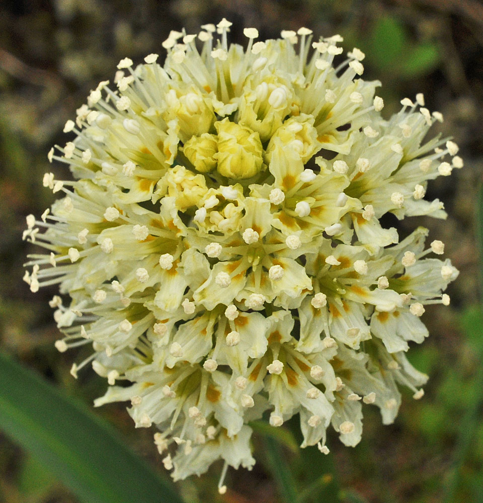 Flora of Eastern Washington Image: Toxicoscordion venenosum